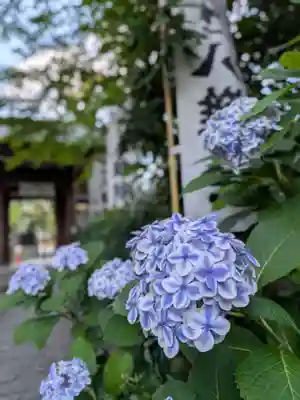 阿佐ヶ谷神明宮(東京都)