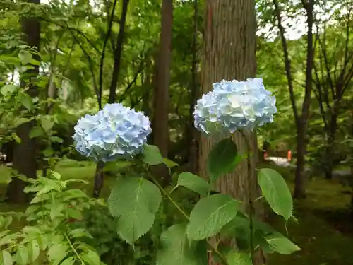 三千院門跡の自然