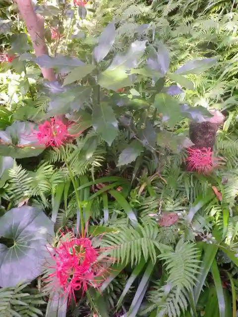 浄光明寺の自然