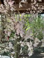 赤坂氷川神社の自然