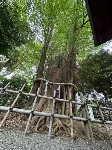 大國魂神社の自然