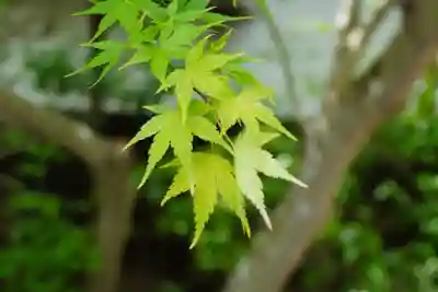 善法律寺(京都府)