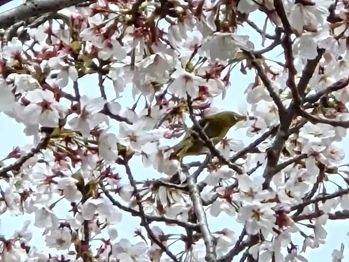 押部谷住吉神社の動物