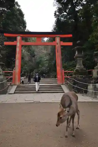 春日大社(奈良県)