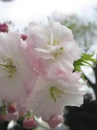 大報恩寺（千本釈迦堂）の自然