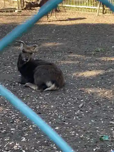 相州春日神社(神奈川県)