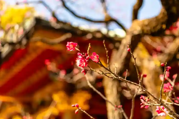 根津神社(東京都)