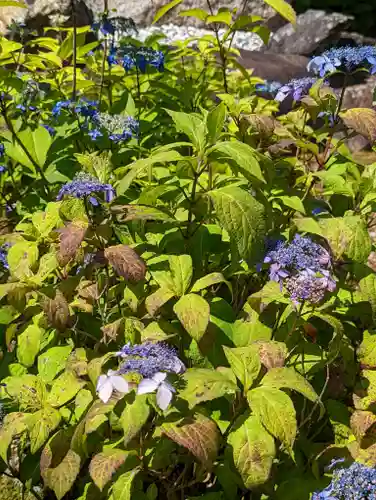大善寺(京都府)