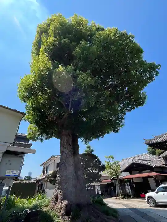 観音寺(東京都)