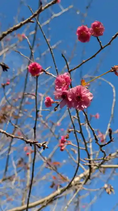 半木神社(賀茂別雷神社境外末社)(京都府)