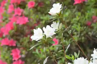 塩船観音寺(東京都)