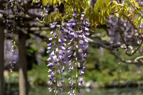 出雲大社神楽殿(島根県)
