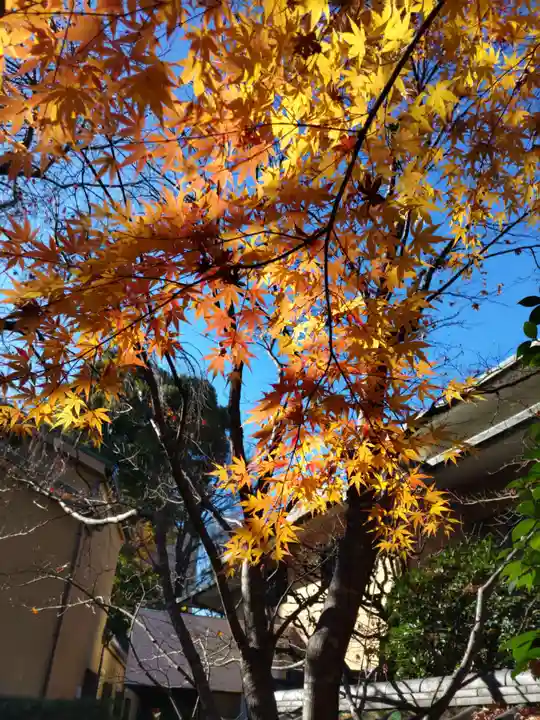 宝勝山 南藏院 蓮光寺の庭園