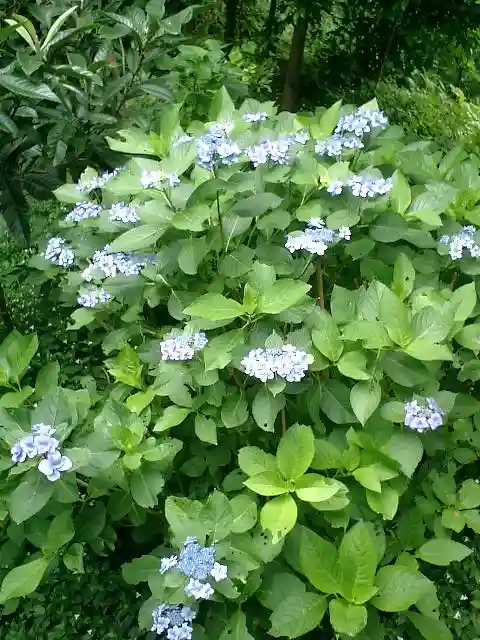 荏柄天神社の自然