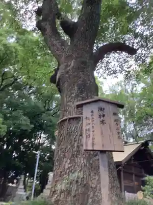 神明社(桜神明社)の自然