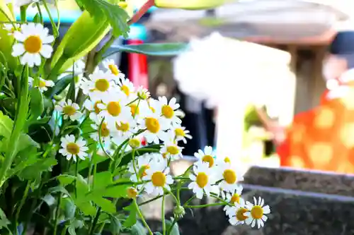 三津厳島神社の自然