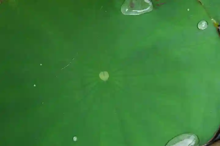 成蓮寺(島根県)