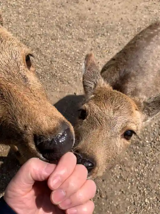 春日大社(奈良県)