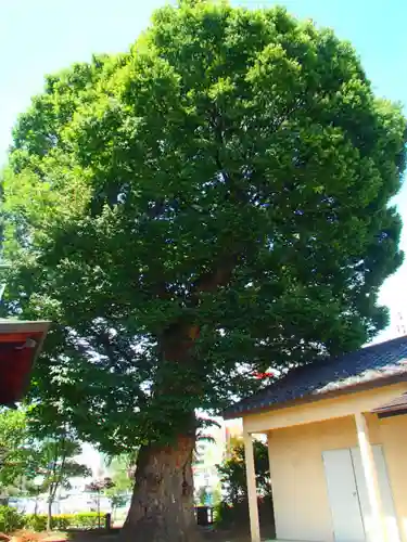 柳原神社の自然