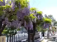 總社 和田八幡宮(福井県)