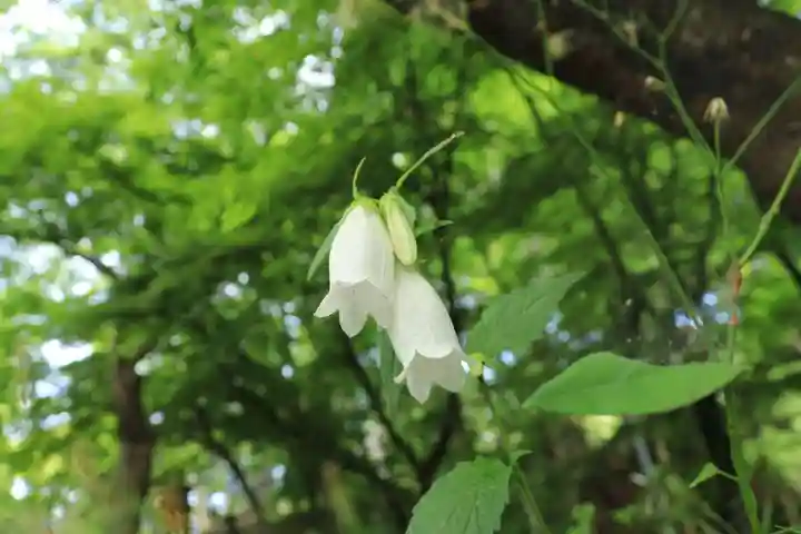 三春大神宮の自然