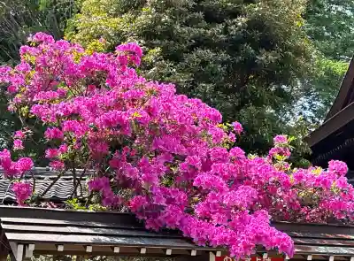 滝野川八幡神社の{uncategorized: "未分類", other: "その他", undefined: "問題あり", building: "その他建物", grave: "お墓", sacred_gate: "鳥居", guardian: "狛犬", statue: "像", buddha: "仏像", history: "歴史", nature: "自然", garden: "庭園", animal: "動物", pagoda: "塔", temizu: "手水舎", mountain_gate: "山門・神門", sanctuary: "本殿・本堂", subordinate: "末社・摂社", art: "芸術", scenery: "景色", jizo: "地蔵", ema: "絵馬", goshuin: "御朱印", omikuji: "おみくじ", items: "授与品その他", amulet: "お守り", goshuincho: "御朱印帳", eats: "食事", festival: "お祭り", votive_dance: "神楽", shichigosan: "七五三参", wedding: "結婚式", experience: "体験その他", initially: "初詣", around: "周辺", anti_infection: "感染症対策"}