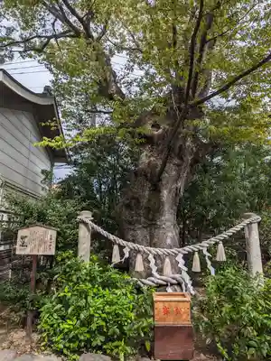 溝口神社(神奈川県)