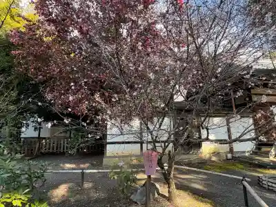平野神社(京都府)
