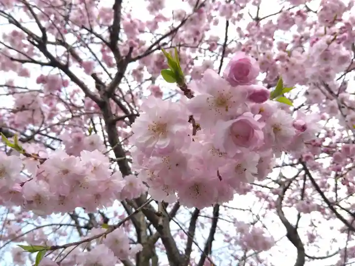 總社 和田八幡宮(福井県)
