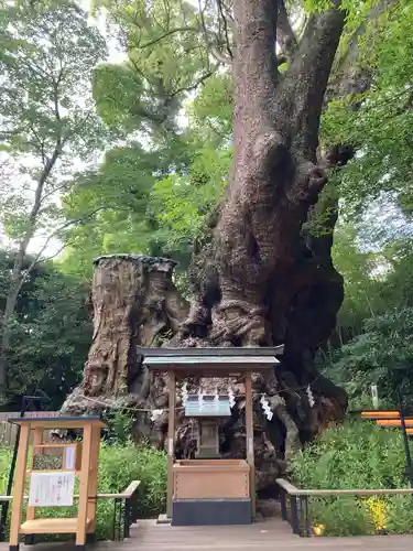 來宮神社(静岡県)