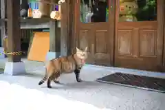 雲林寺の動物