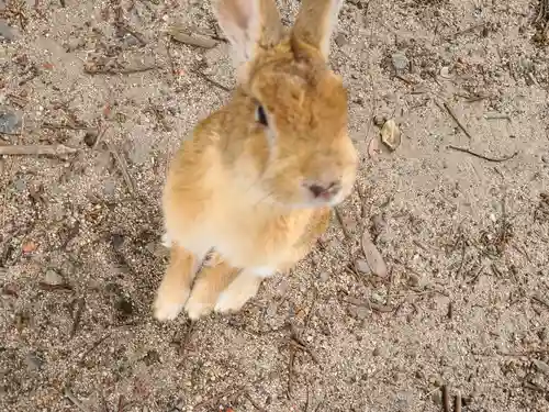 大久野島神社(広島県)