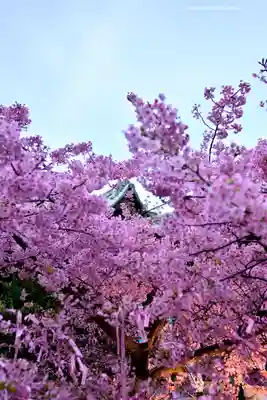 桜神宮(東京都)
