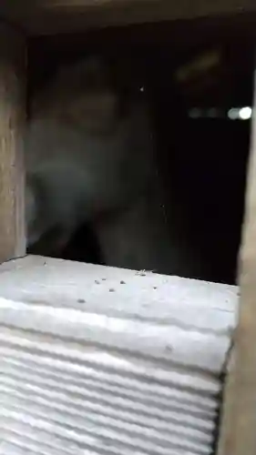 香取稲荷神社のその他建物