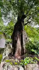 苅田比売神社(福井県)