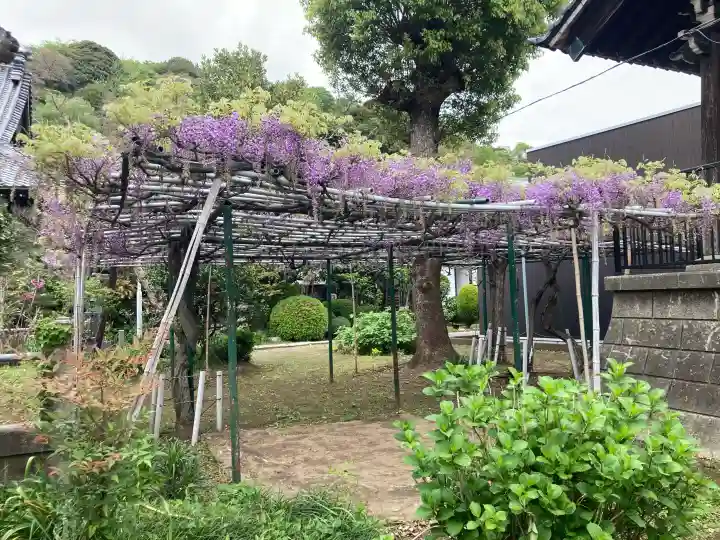 金蔵寺の{uncategorized: "未分類", other: "その他", undefined: "問題あり", building: "その他建物", grave: "お墓", sacred_gate: "鳥居", guardian: "狛犬", statue: "像", buddha: "仏像", history: "歴史", nature: "自然", garden: "庭園", animal: "動物", pagoda: "塔", temizu: "手水舎", mountain_gate: "山門・神門", sanctuary: "本殿・本堂", subordinate: "末社・摂社", art: "芸術", scenery: "景色", jizo: "地蔵", ema: "絵馬", goshuin: "御朱印", omikuji: "おみくじ", items: "授与品その他", amulet: "お守り", goshuincho: "御朱印帳", eats: "食事", festival: "お祭り", votive_dance: "神楽", shichigosan: "七五三参", wedding: "結婚式", experience: "体験その他", initially: "初詣", around: "周辺", anti_infection: "感染症対策"}