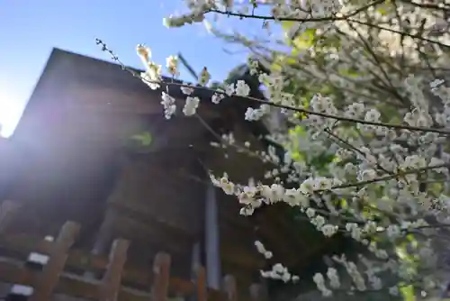 高皇産靈神社の自然