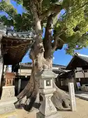 踞尾八幡神社の自然