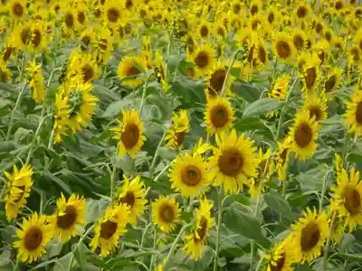 武州柿生琴平神社の周辺