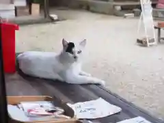 今市報徳二宮神社の動物