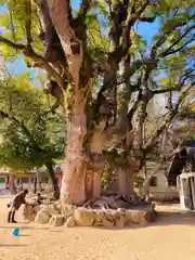 長田神社(兵庫県)