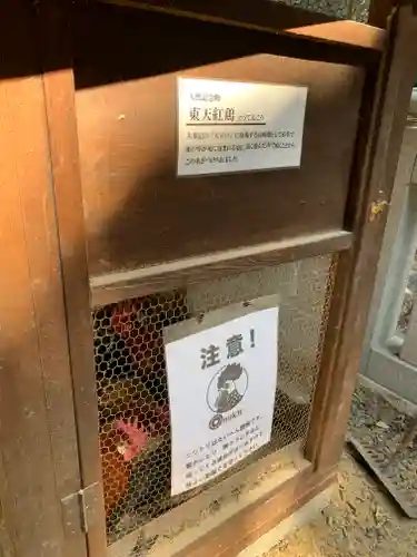 大甕神社の動物