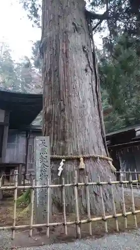 日枝神社の自然