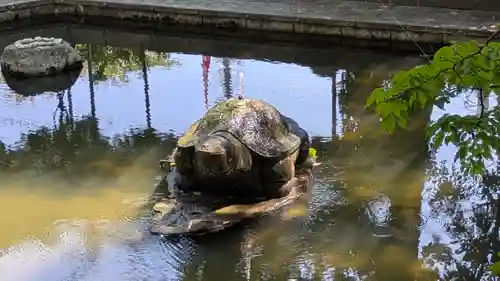 大井神社(京都府)