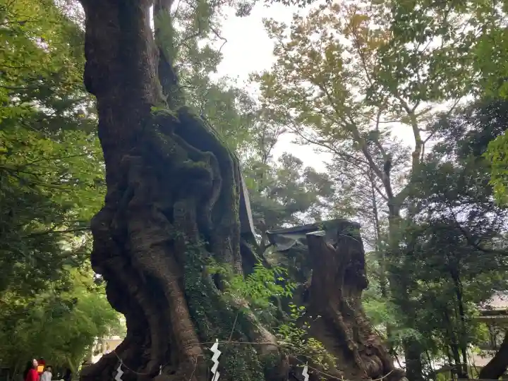 來宮神社(静岡県)