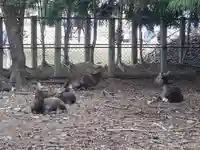 春日大社の動物