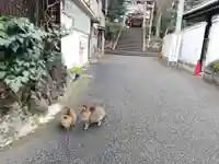 居木神社の動物