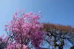 相模原氷川神社の自然