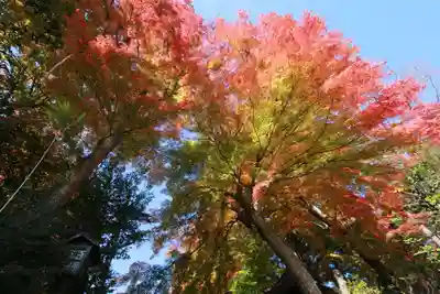 鎌足神社の自然