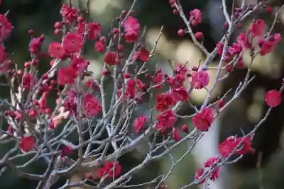長岡天満宮(京都府)